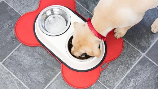 Weaning Puppies What You Need to Know Purina